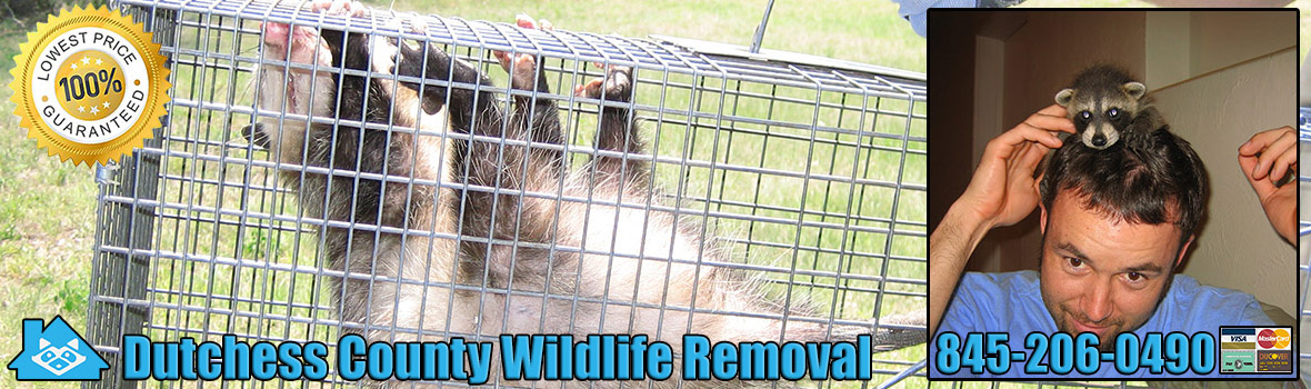 Dutchess County Wildlife and Animal Removal